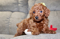 Mini Poodle