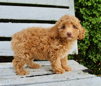 Mini Poodle