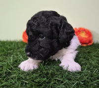 Mini Poodle