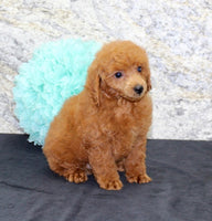 Mini Poodle