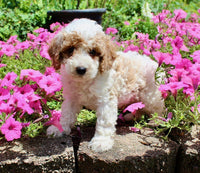 Mini Poodle