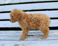 Mini Poodle