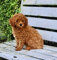 Mini Poodle