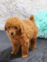 Mini Poodle