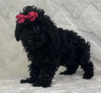 Mini Poodle