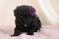 Mini Poodle