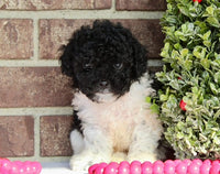 Mini Poodle