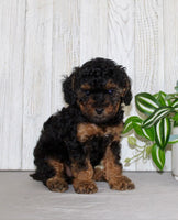 Mini Poodle