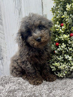 Mini Poodle
