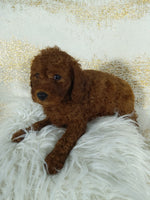 Mini Poodle