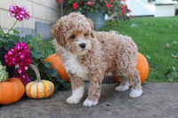 Mini Poodle