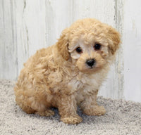 Mini Poodle 