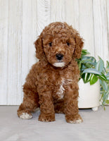 Mini Poodle