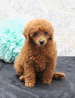 Mini Poodle