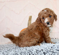 Mini Poodle