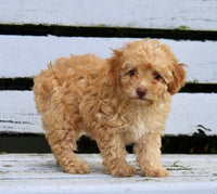  Mini Poodle