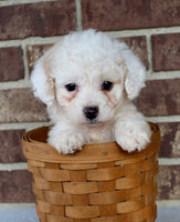 Mini Poodle