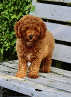 Mini Poodle