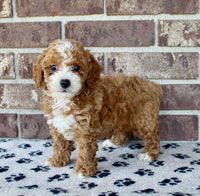 Mini Poodle