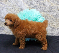 Mini Poodle
