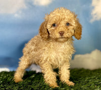 Mini Poodle