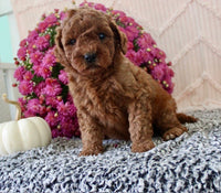 Mini Poodle
