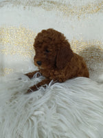 Mini Poodle