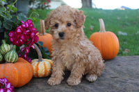 Mini Poodle