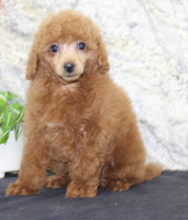 Mini Poodle