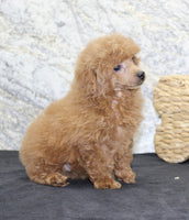 Mini Poodle