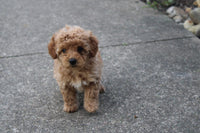 Mini Poodle