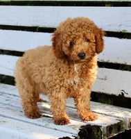 Mini Poodle