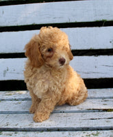 Mini Poodle
