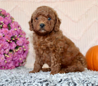 Mini Poodle