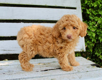 Mini Poodle