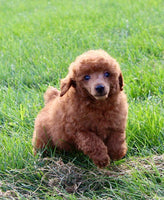 Mini Poodle