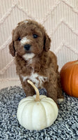 Mini Poodle