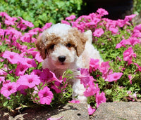 Mini Poodle