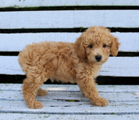 Mini Poodle
