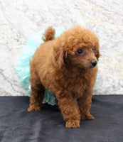 Mini Poodle