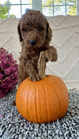 Mini Poodle