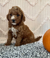 Mini Poodle