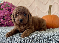 Mini Poodle