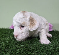 Mini Poodle
