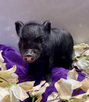 Mini Pot Belly Pig