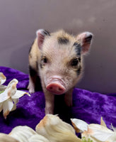Mini Pot Belly Pig