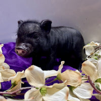 Mini Pot Belly Pig