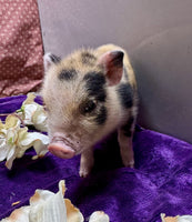Mini Pot Belly Pig