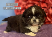 Minnie Female AKC Pekingese $2000