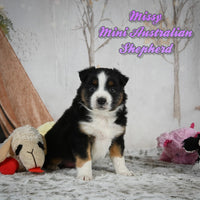 Missy Female Mini Australian Shepherd $650